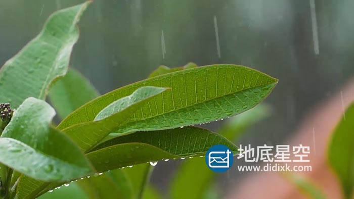 视频素材-下雨天雨打树叶实拍素材