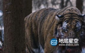 Maya插件-毛发模拟插件 Peregrine Labs Yeti v4.0.3