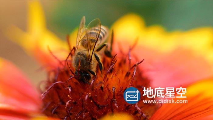 视频素材-秋天蜜蜂在花朵上采蜜实拍素材