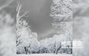 3D模型-10组冬天下雪环境下的树木植物模型