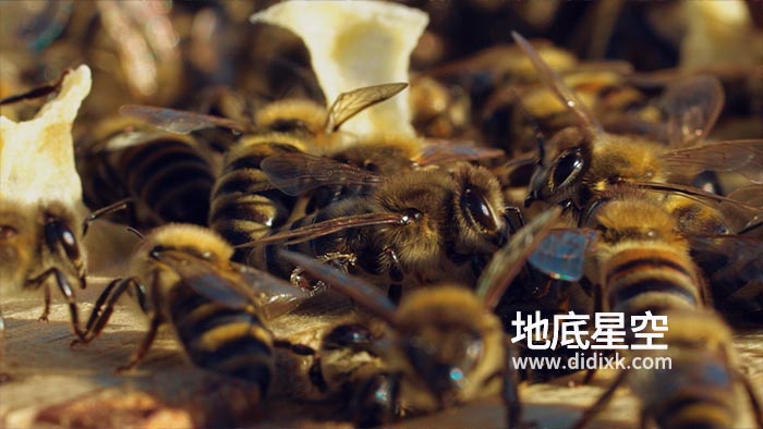 视频素材-蜜蜂在温暖的天气里在蜂巢的木框架之间行走