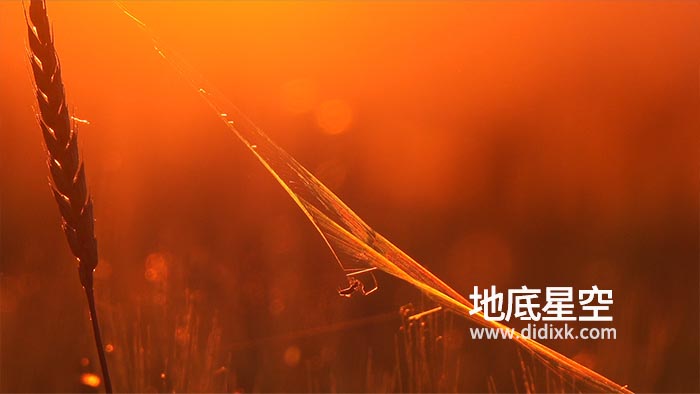 视频素材-日落时分小麦穗上的蜘蛛在织网
