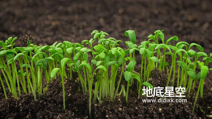 视频素材-植物生长发芽新生水芹沙拉植物在温室农业中快速生长延时摄影