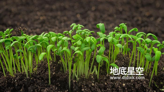 视频素材-植物生长发芽新生水芹沙拉植物在温室农业中快速生长延时摄影