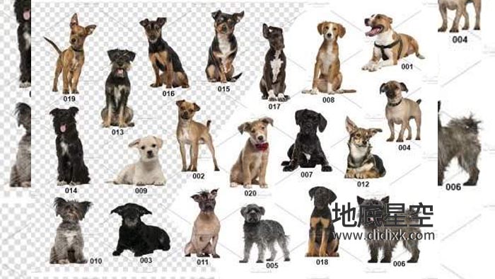 平面素材-20张各种混合品种动物狗图片