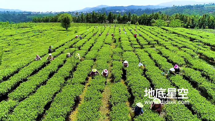 视频素材-航拍震撼的众人采茶场面视频