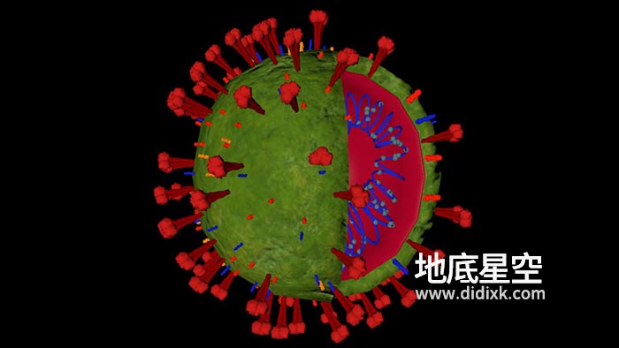 3D模型-病毒核切片内核结构模型