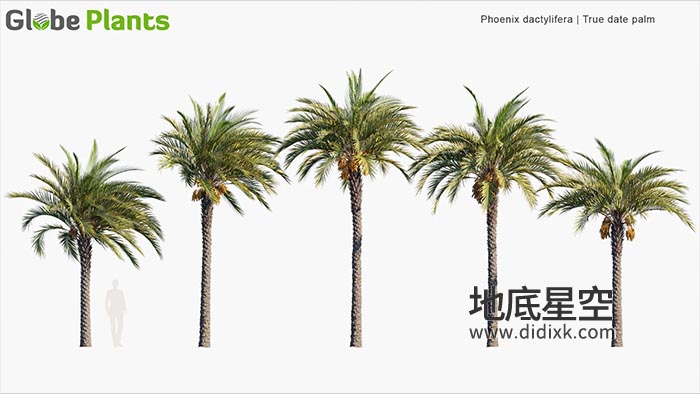 3D模型-棕榈树植物模型