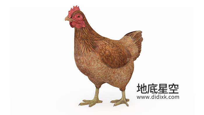 3D模型-黄色老母鸡C4D模型