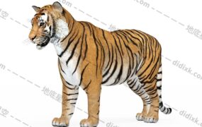 3D模型-老虎C4D模型