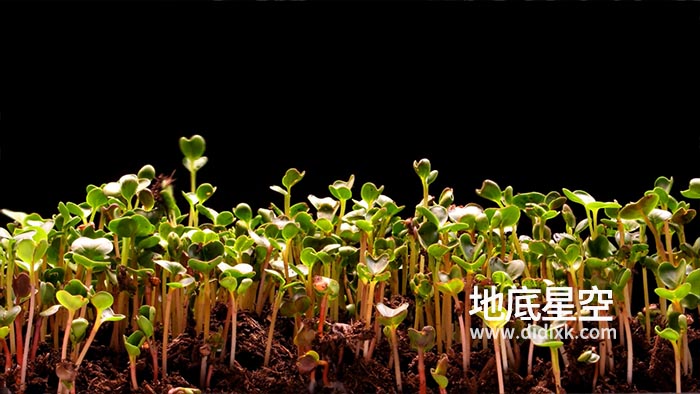视频素材-植物种子破土发芽生长过程