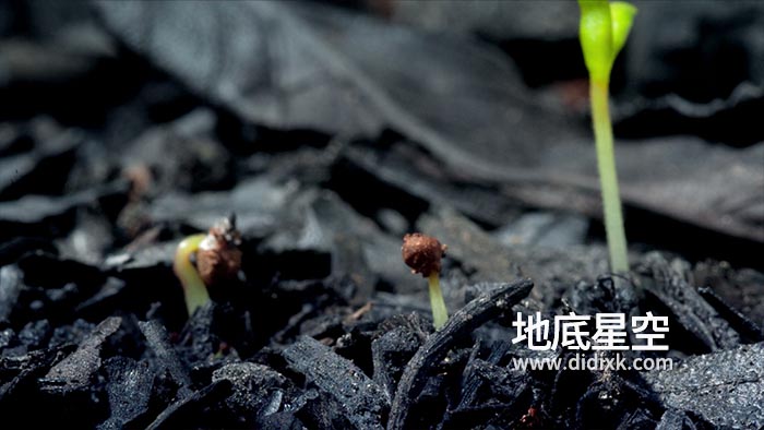 视频素材-植物种子破土生长过程视频