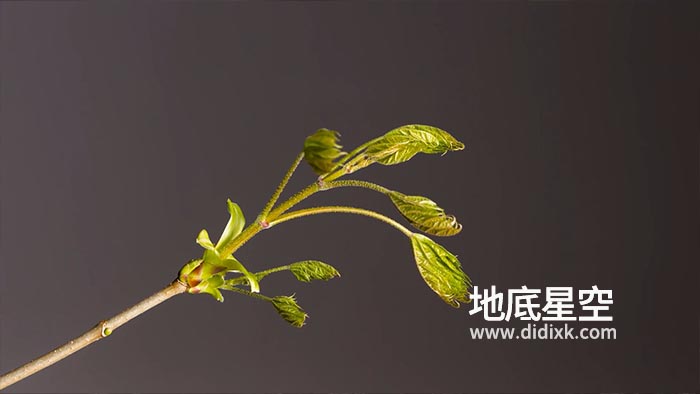 视频素材-实拍春季植物发芽叶子生长延时视频