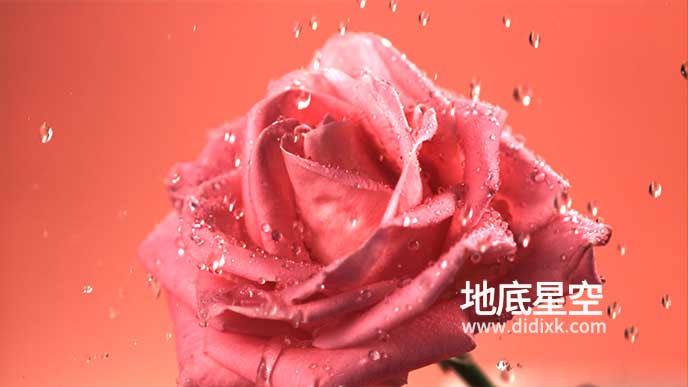 视频素材-实拍水滴落在玫瑰花上特写视频素材