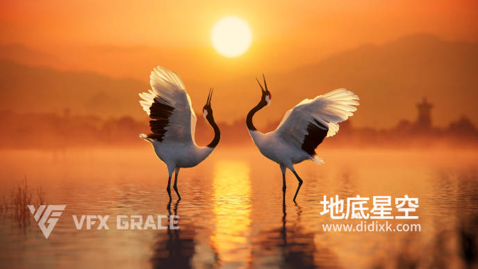 3D模型-丹顶鹤动画模型 VFX Grace – Red-Crowned Crane Animation 