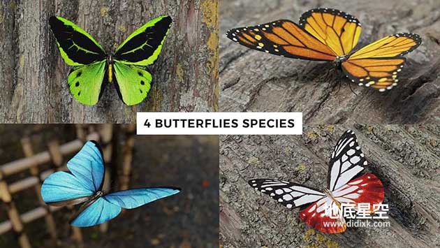 Blender模型-写实蝴蝶昆虫3D模型合集 Butterfly Realistic 3D Model Pack